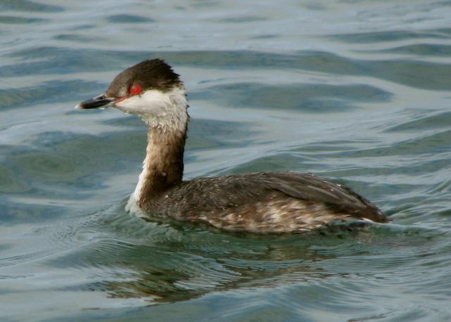 Horned Grebe