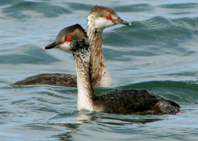 Horned Grebe