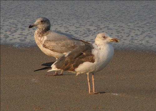 Possible hybrid Lesser Black-backed Gull