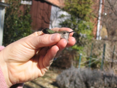 Black-chinned Hummingbird