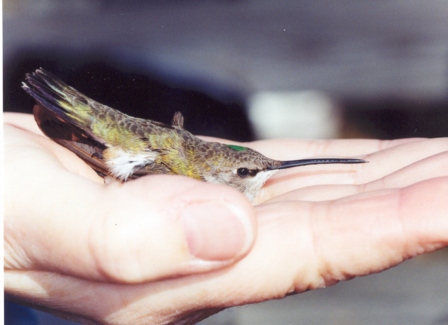 Black-chinned Hummingbird