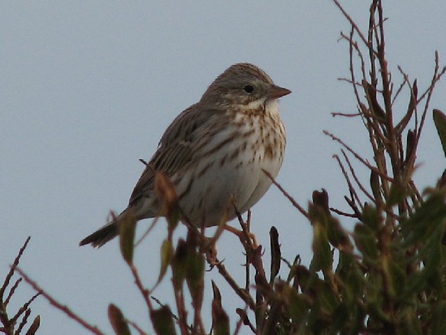 "Ipswich" Savannah Sparrow