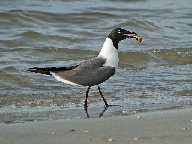 Laughing Gull