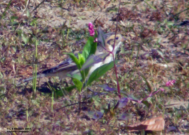 Lapland Longspur