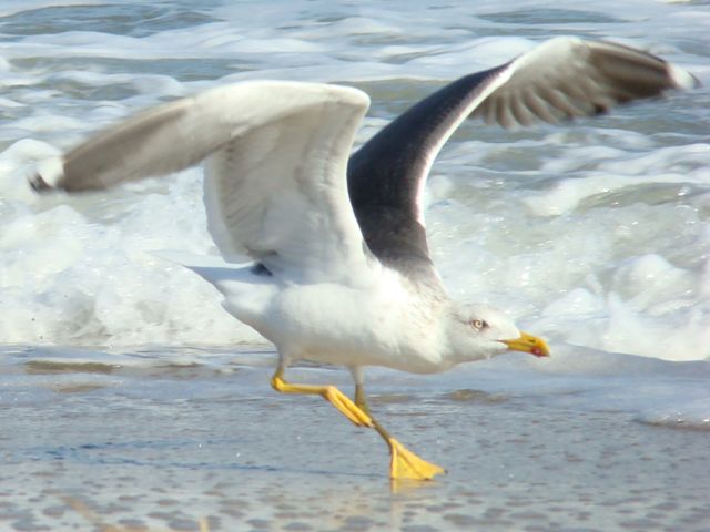Lesser Black-backed Gull