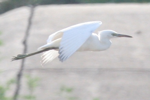 Little Blue Heron