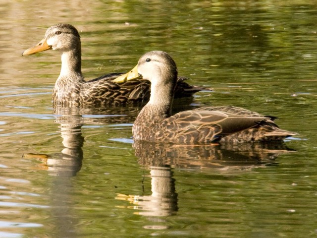 Mottled Duck