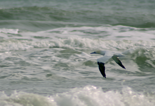 Northern Gannet
