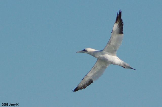 Northern Gannet