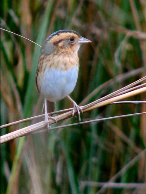 Nelson's Sharp-tailed Sparrow