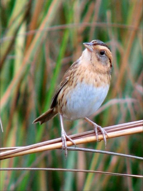 Nelson's Sharp-tailed Sparrow