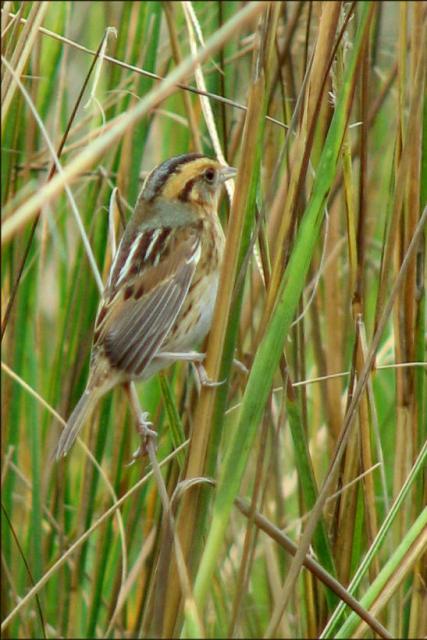 Nelson's Sharp-tailed Sparrow