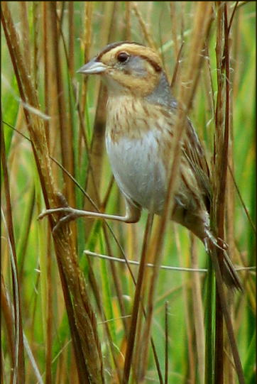 Nelson's Sharp-tailed Sparrow