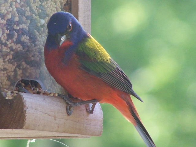 Painted Bunting