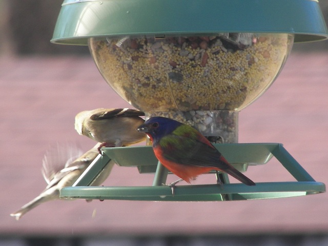 Painted Bunting
