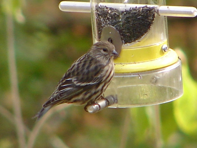 Pine Siskin