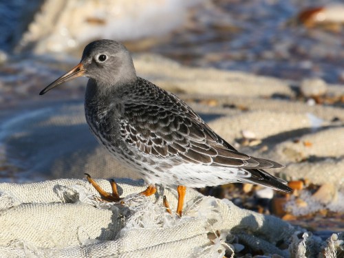 Purple Sandpiper