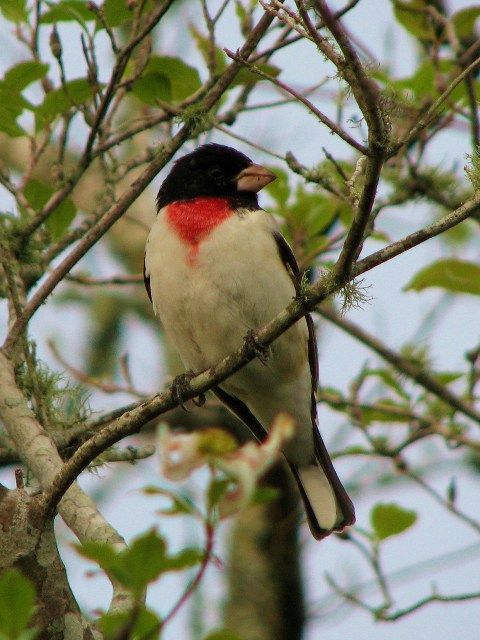 Rose-breasted Grosbeak