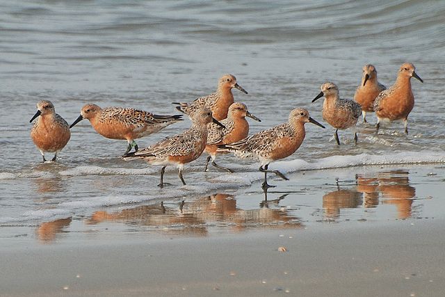 Red Knot