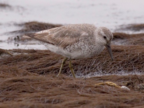 Red Knot