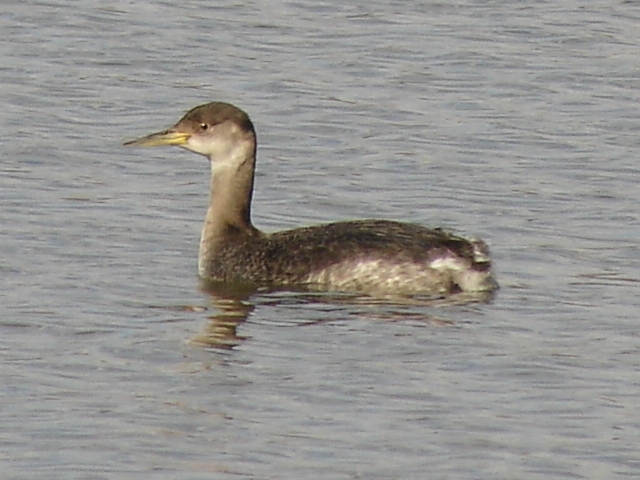 Red-necked Grebe
