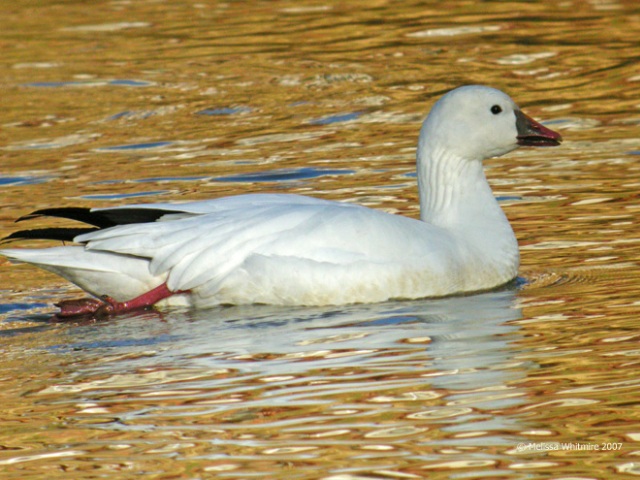 Ross's Goose