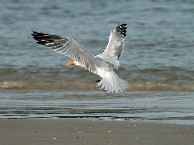 Royal Tern