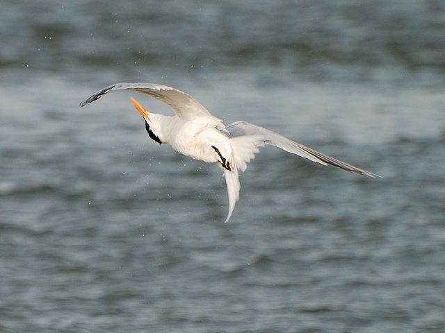Royal Tern