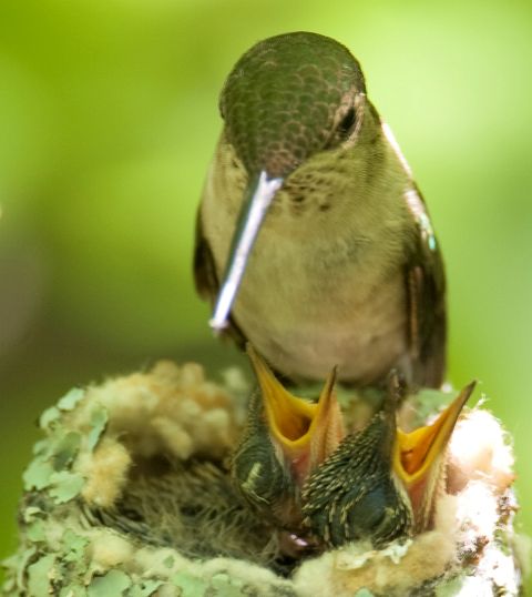 Ruby-throated Hummingbird nestlings
