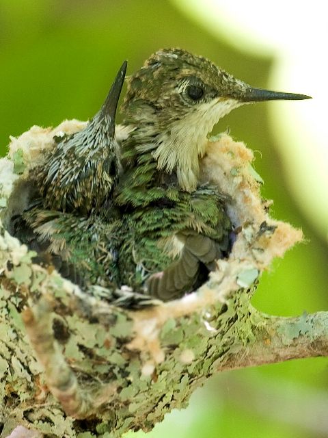 Ruby-throated Hummingbird nestlings
