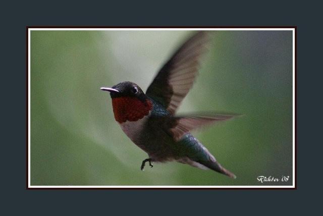 Ruby-throated Hummingbird