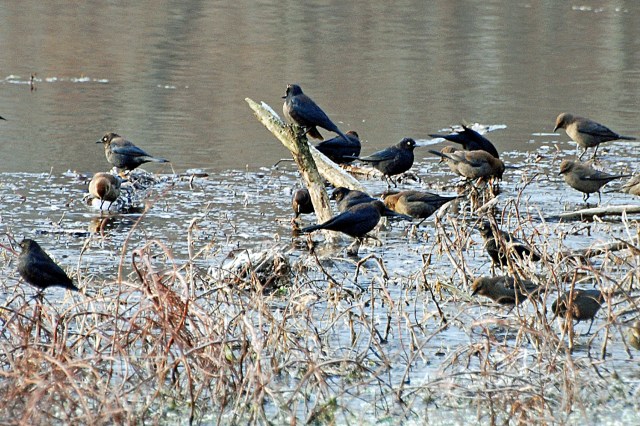 Rusty Blackbird