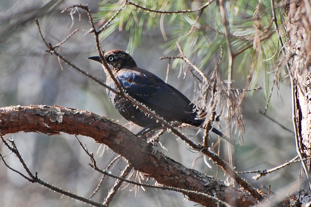 Rusty Blackbird