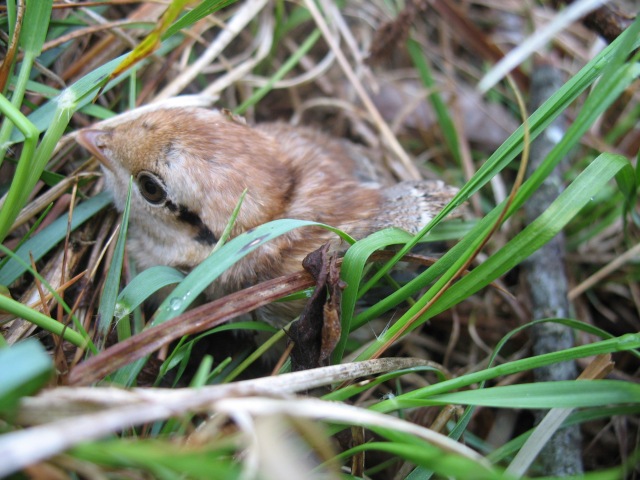 Ruffed Grouse
