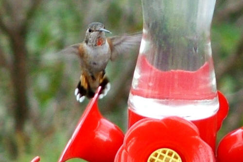 Rufous Hummingbird