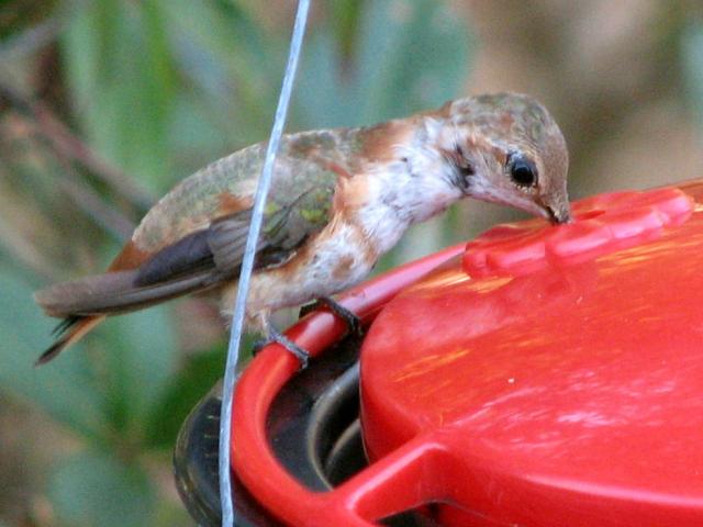 Rufous Hummingbird