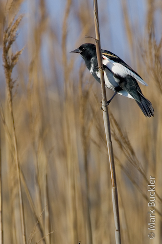 Leucistic Red-winged Blackbird