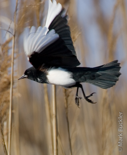 Leucistic Red-winged Blackbird