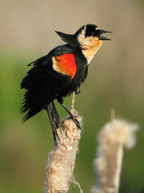 Red-winged Blackbird