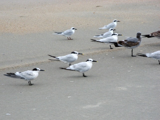 Sandwich Terns