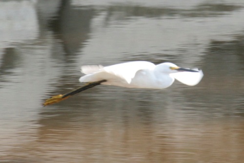 Snowy Egret