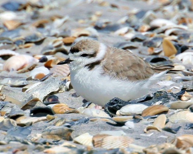 Snowy Plover