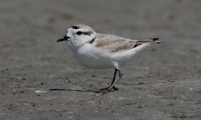 Snowy Plover