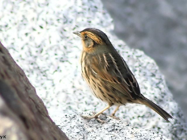 Saltmarsh Sharp-tailed Sparrow