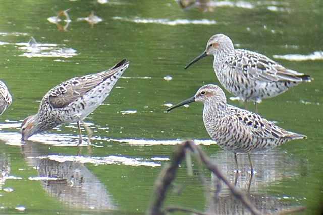Stilt Sandpipers