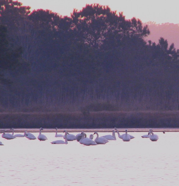 Tundra Swan