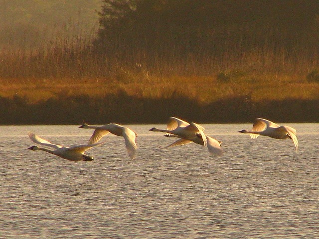 Tundra Swan
