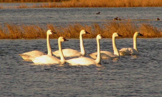 Tundra Swan