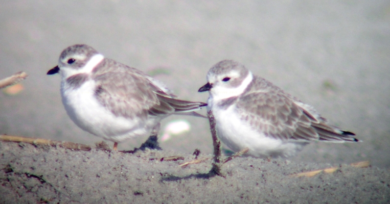 Piping Plovers
