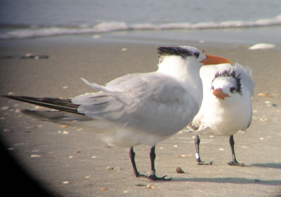 Royal Terns
